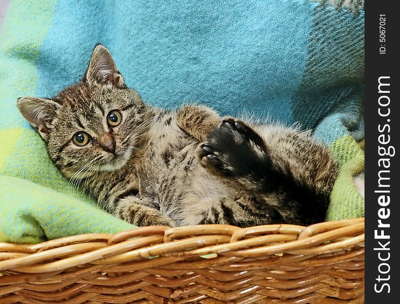 Cat at blue blanket laying in a basket. Cat at blue blanket laying in a basket