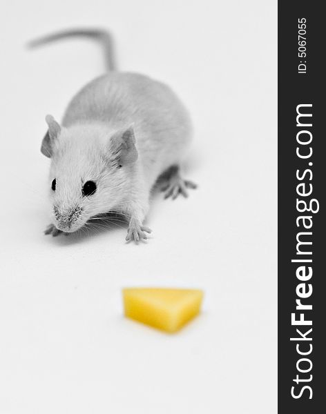 Mouse in black and white with yellow cheese isolated on white. Mouse in black and white with yellow cheese isolated on white.