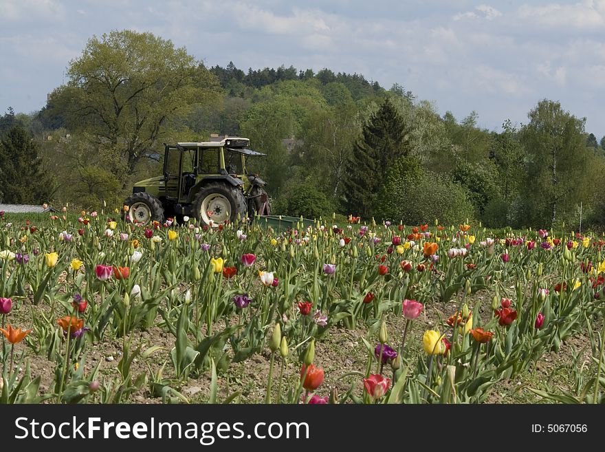 Agriculture in Switzerland. Farming. Colorful tulips blooming. Agriculture in Switzerland. Farming. Colorful tulips blooming