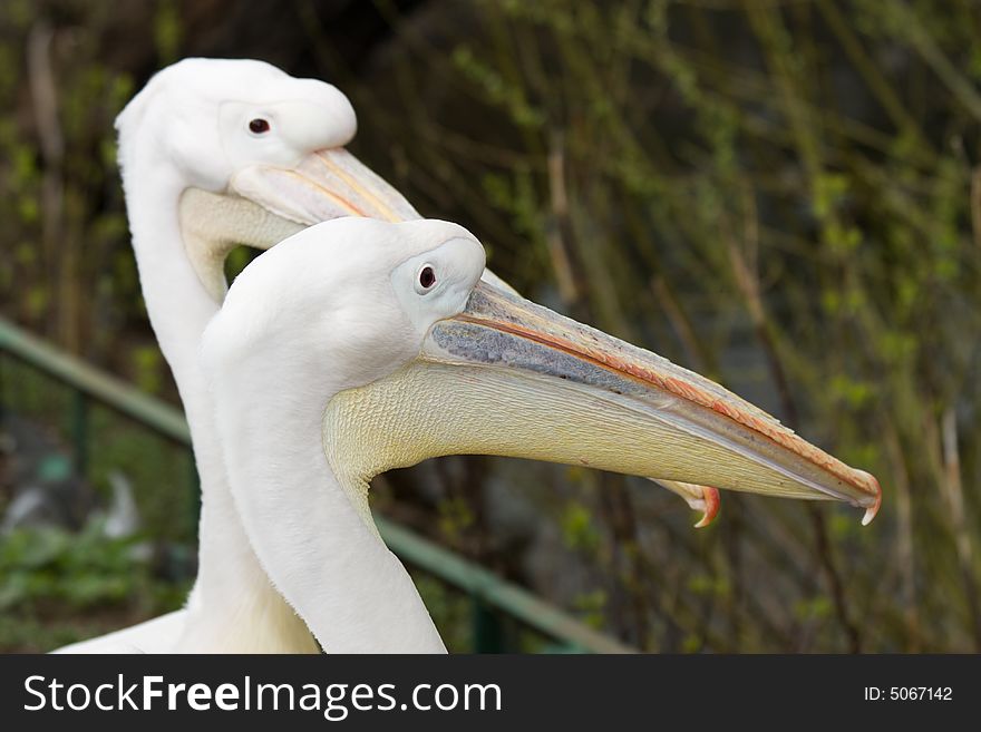 Two white pelicans in a swamp. Two white pelicans in a swamp