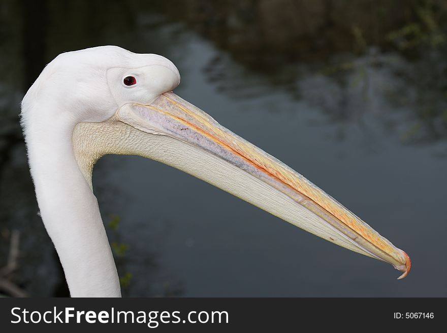 White pelican close-up with a swamp in background. White pelican close-up with a swamp in background
