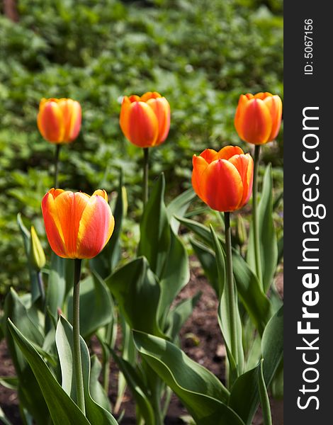 Red-an-yellow tulips growing in bright sun