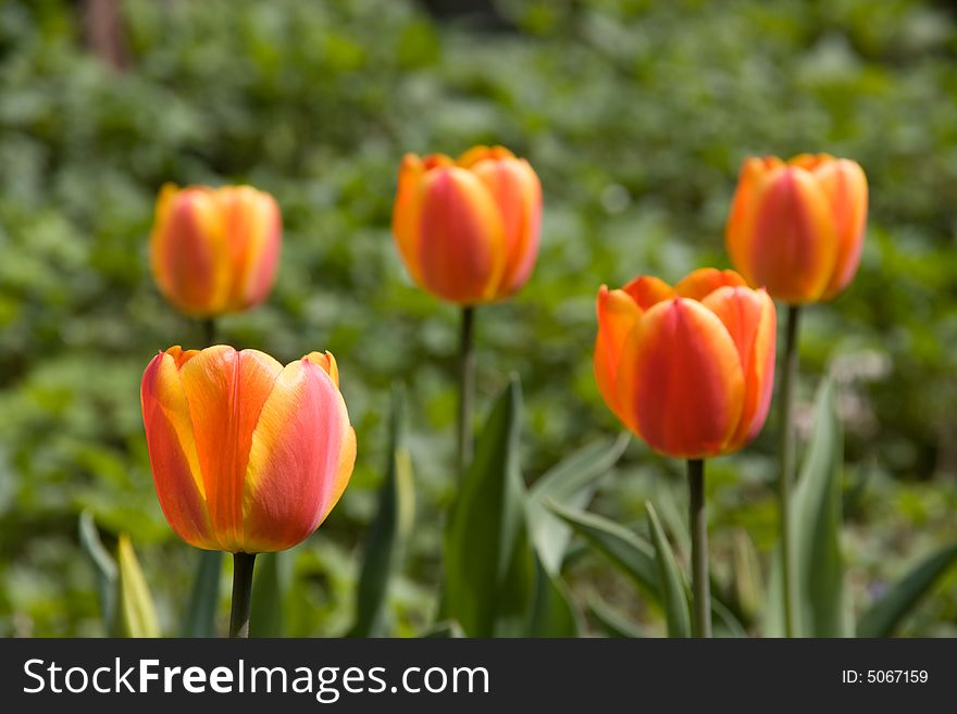 Red-an-yellow tulips growing in bright sun