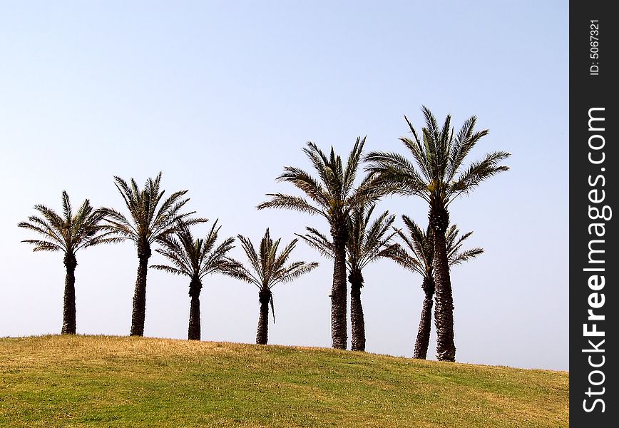 Palm trees on the background of blue sky