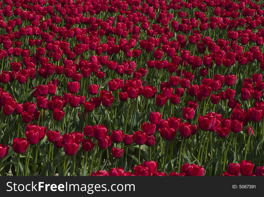 A field of red tulips at the Skagit Valley Tulip Festival.