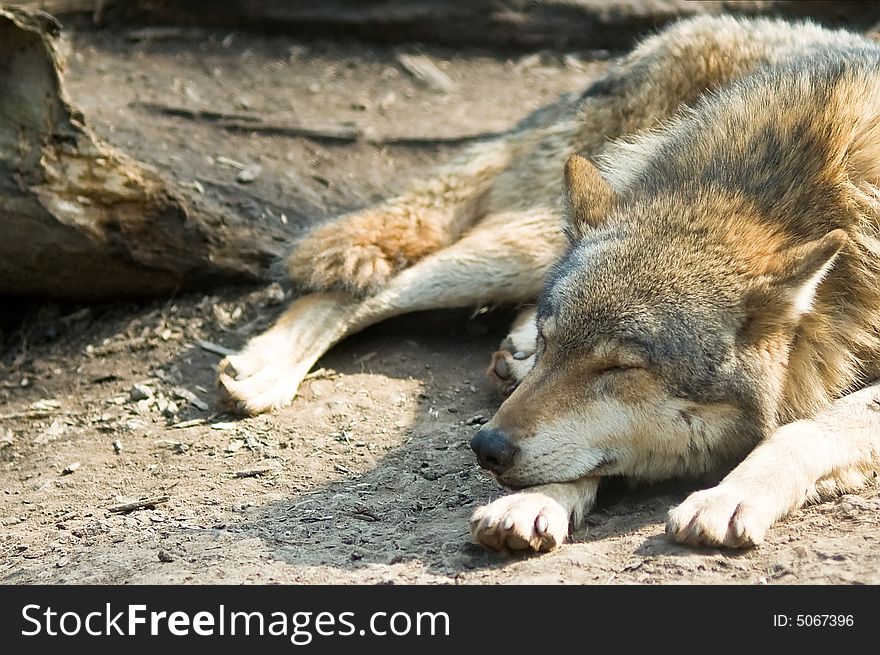 Sleeping and lying wolf near hole