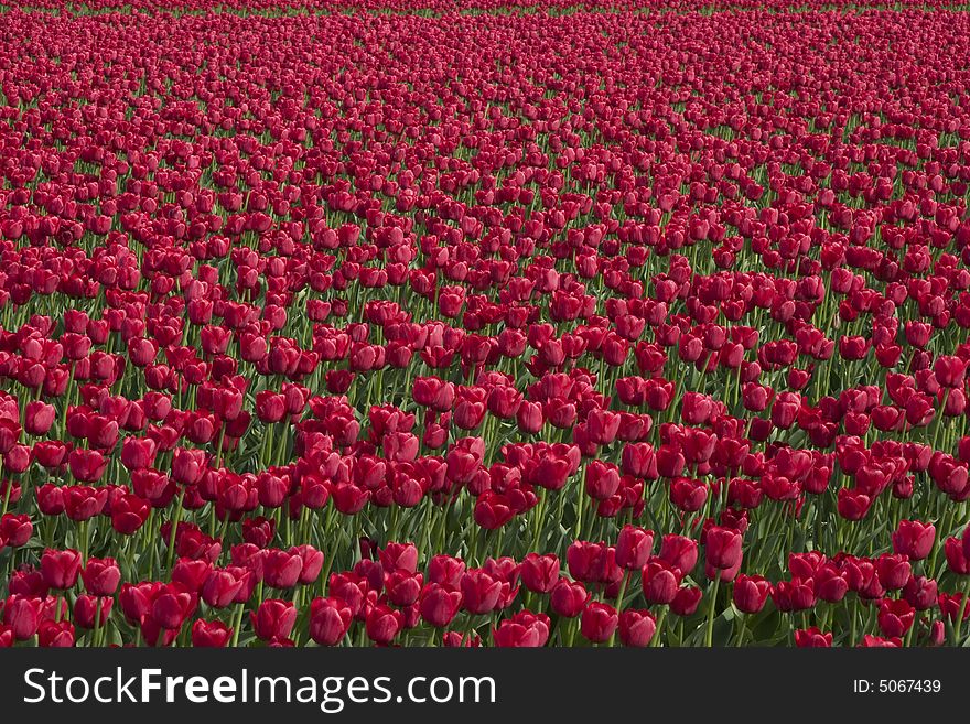 Hundreds of red tulips in a field at the Skagit Valley Tulip Festival.