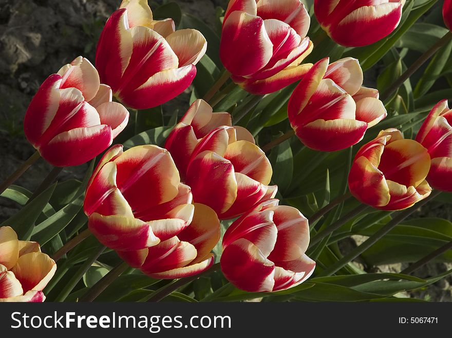 Orange & Red Tulips