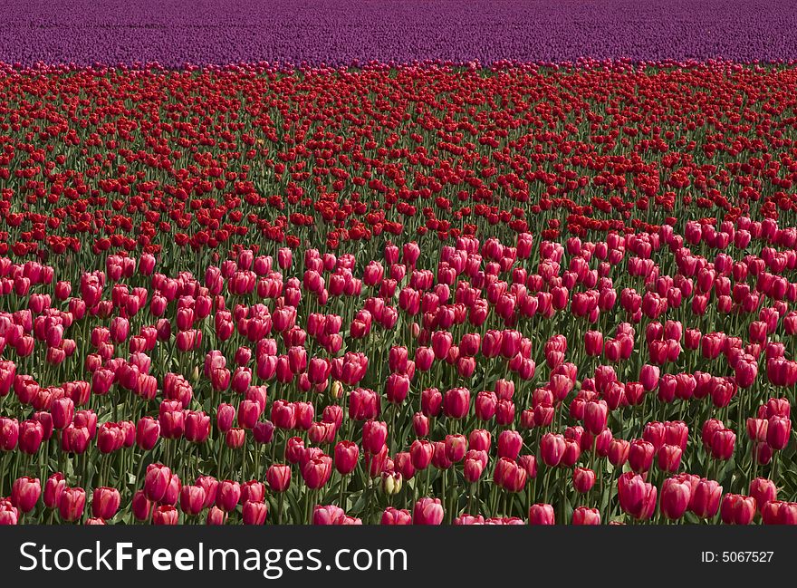 A field of bright pink, red and purple tulips at the Skagit Valley Tulip Festival. A field of bright pink, red and purple tulips at the Skagit Valley Tulip Festival.