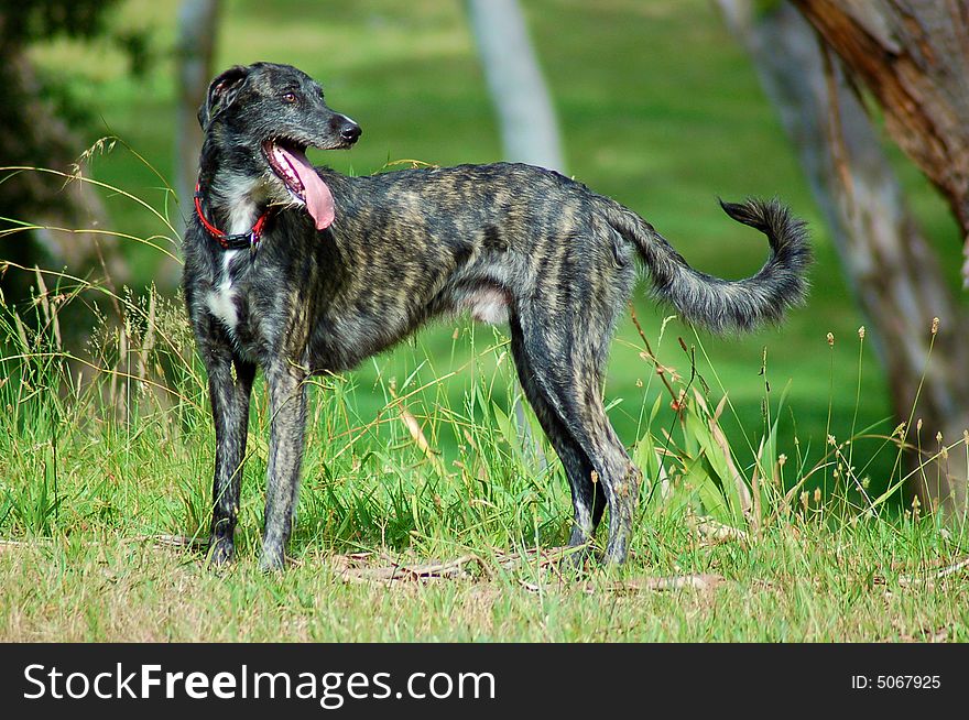 Pet dog puffed after running around. Pet dog puffed after running around.