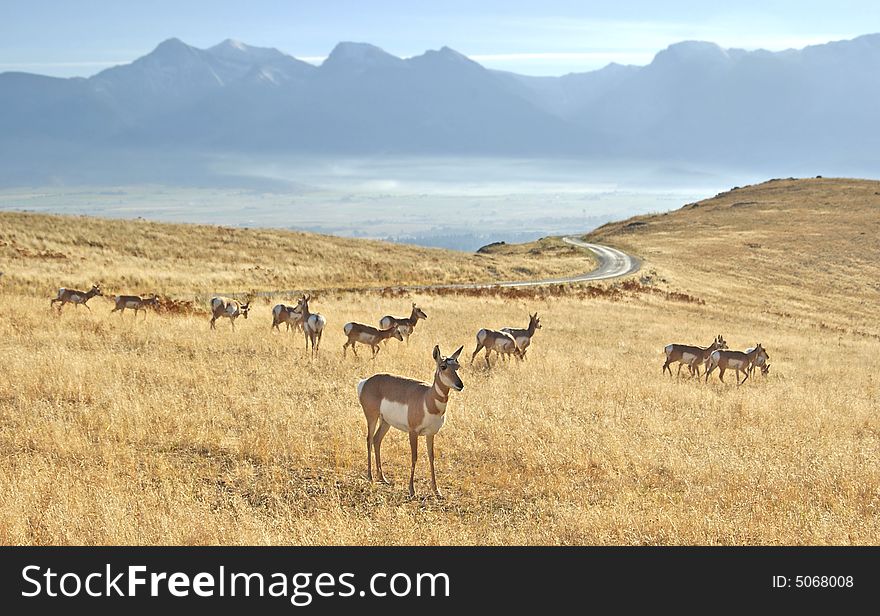 Herd of Antelope with Mountains in Background