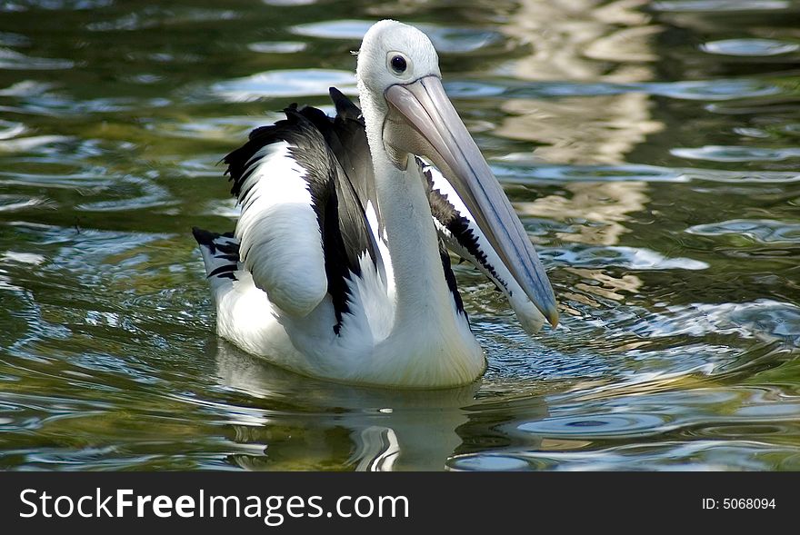 Pelican swimming on water creating ripples. Pelican swimming on water creating ripples
