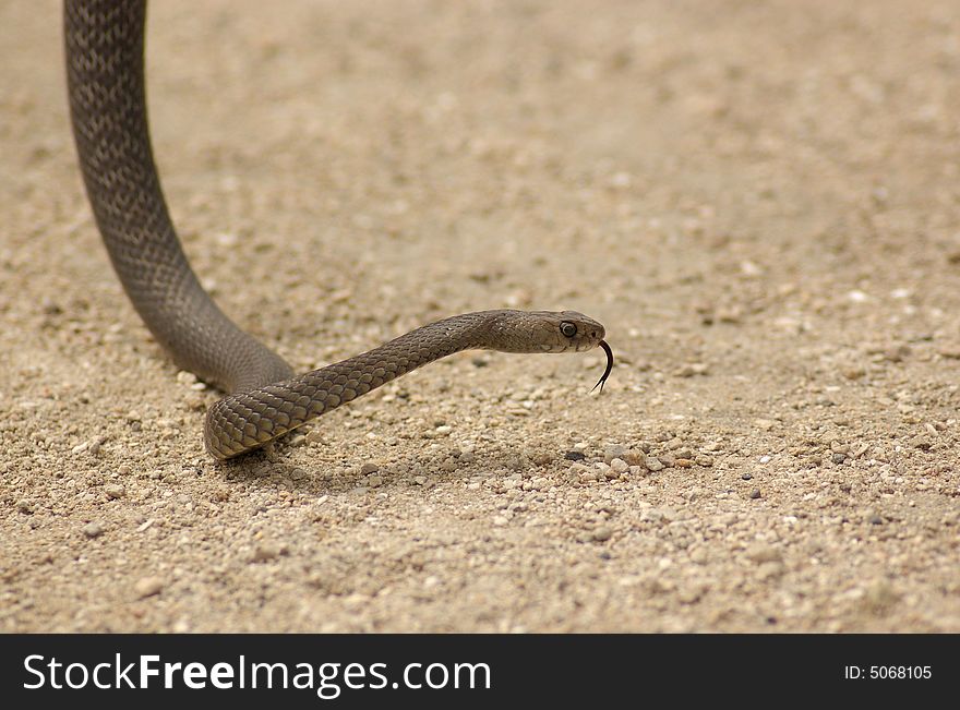 Brown Snake on ground but moving up off the ground with forked tongue out. Brown Snake on ground but moving up off the ground with forked tongue out
