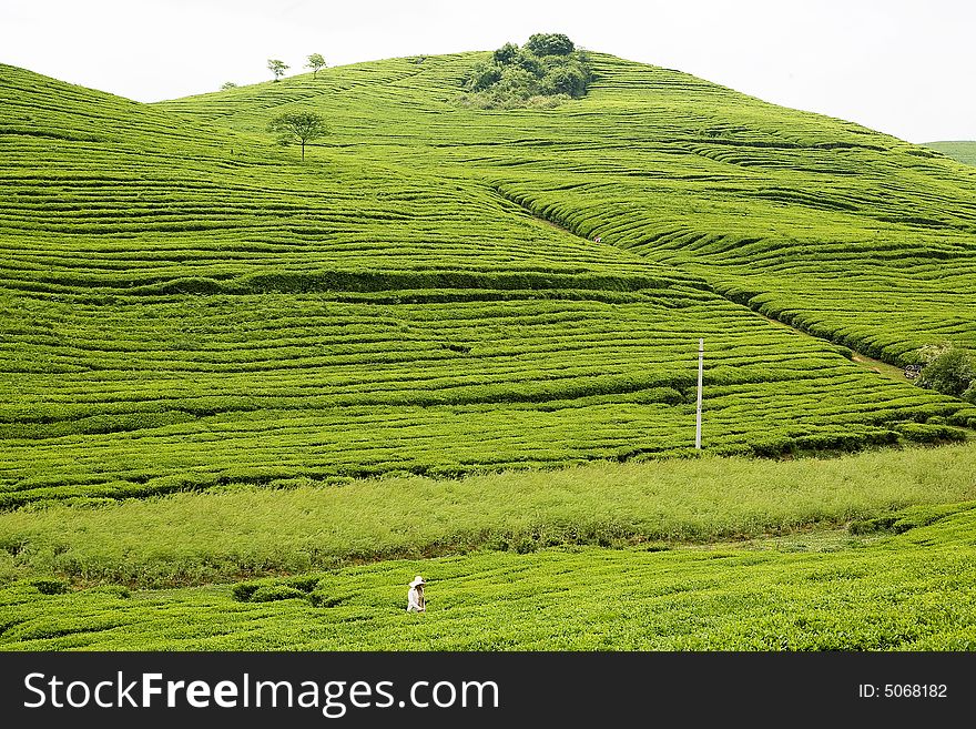 The Tea Plantation in Guizhou province in China. The Tea Plantation in Guizhou province in China.
