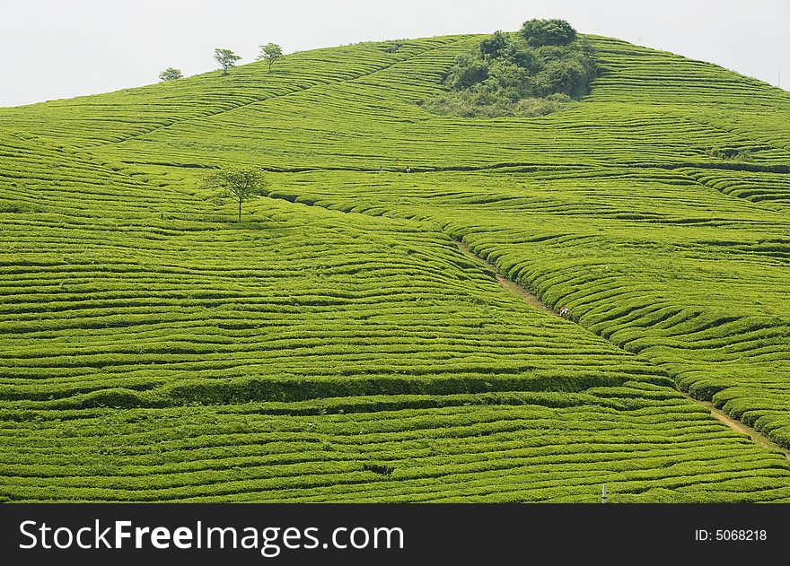 The green tea hill is the landscapes in spring of Guizhou.