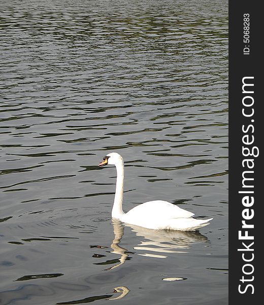 White swan on a calm lake. White swan on a calm lake