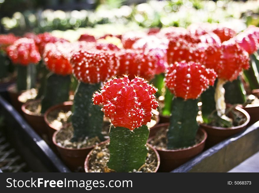 A tray of grafted red cacti. A tray of grafted red cacti