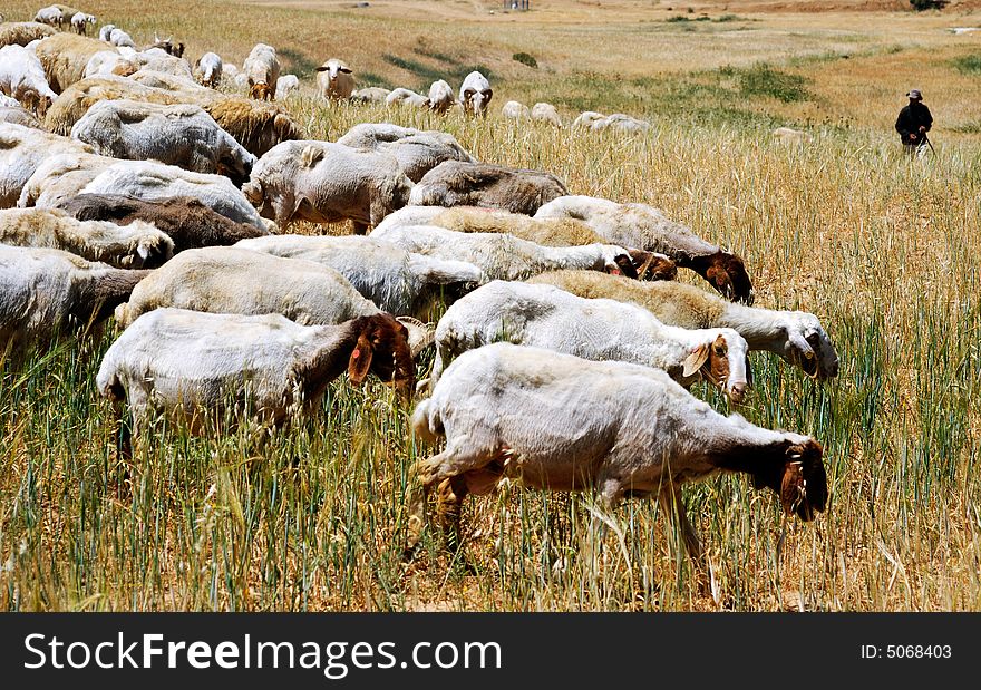 Shepherd and flock