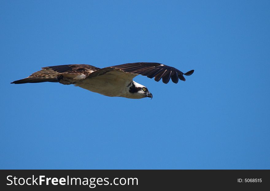 Osprey in florida at the everglades