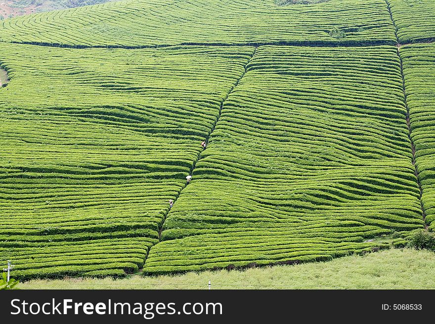 The lumpy tea fields