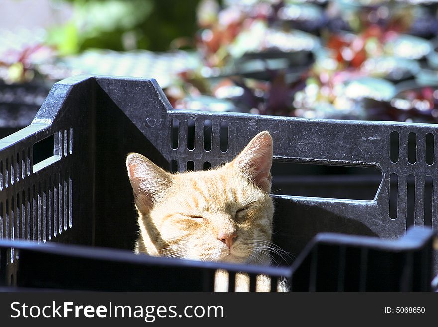 Orange tabby cat sitting with eyes closed in a plastic crate. Orange tabby cat sitting with eyes closed in a plastic crate