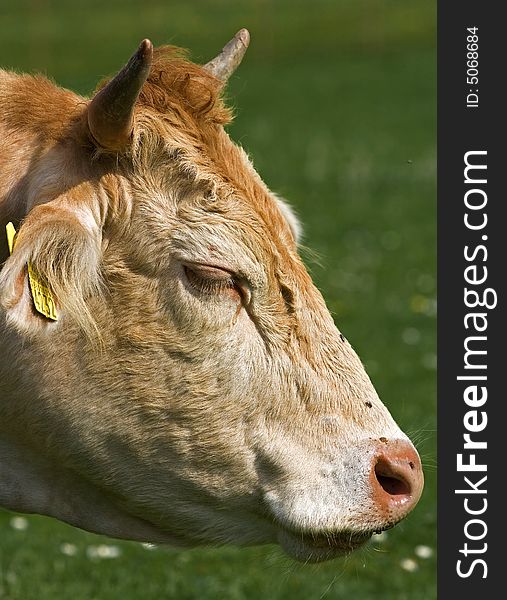 Shot of a brown and white cow