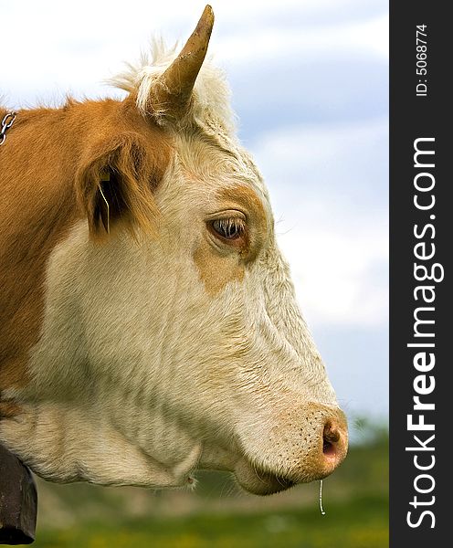 Shot of a brown and white cow