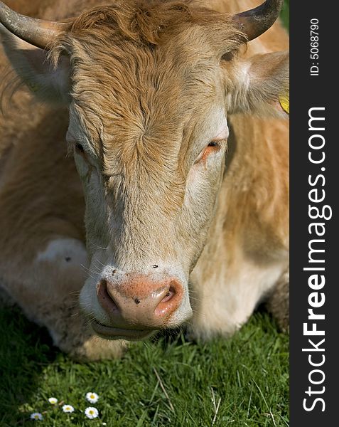 Shot of a brown and white cow