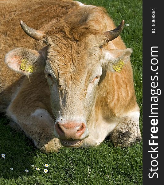 Shot of a brown and white cow