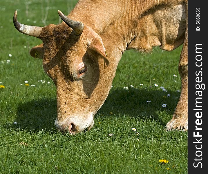 Shot of a brown and white cow