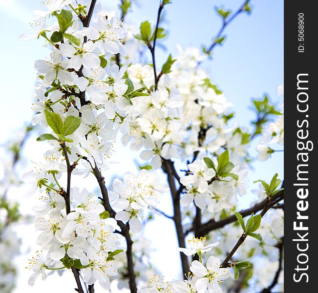 Spring Is Comming. Cherry Tree Flowers.