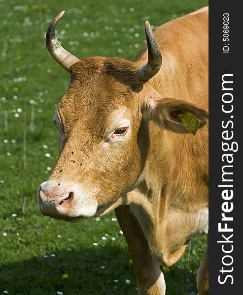 Shot of a brown and white cow