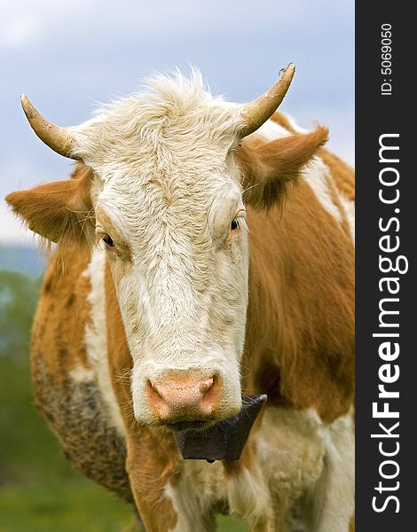 Shot of a brown and white cow