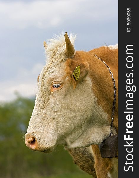 Shot of a brown and white cow