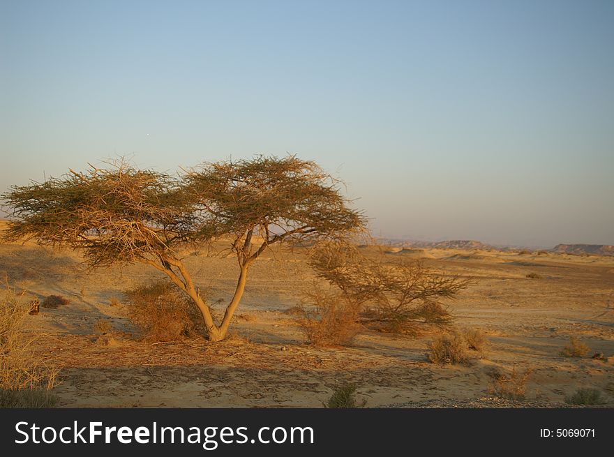 Desert landscape - a tree in Arava desert, Israel on sunrise