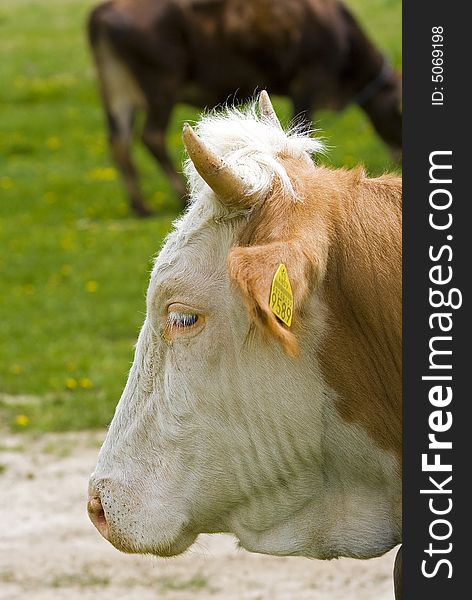 Shot of a brown and white cow