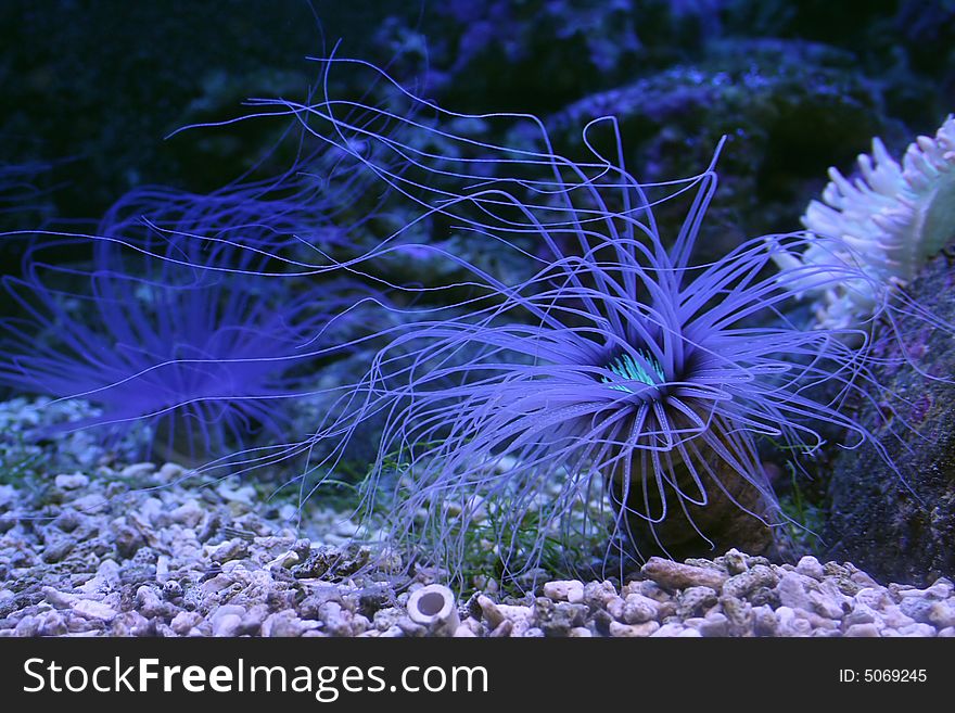 Blue underwater plant with long feelers