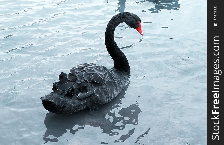 Black swan swimming in the lake water