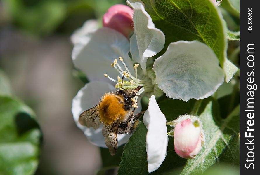 Bumblebee a pollinating flower of an apple-tree