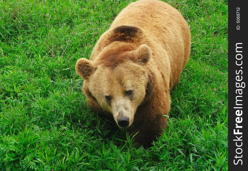 Close shoot of bear walking in bushes. Close shoot of bear walking in bushes