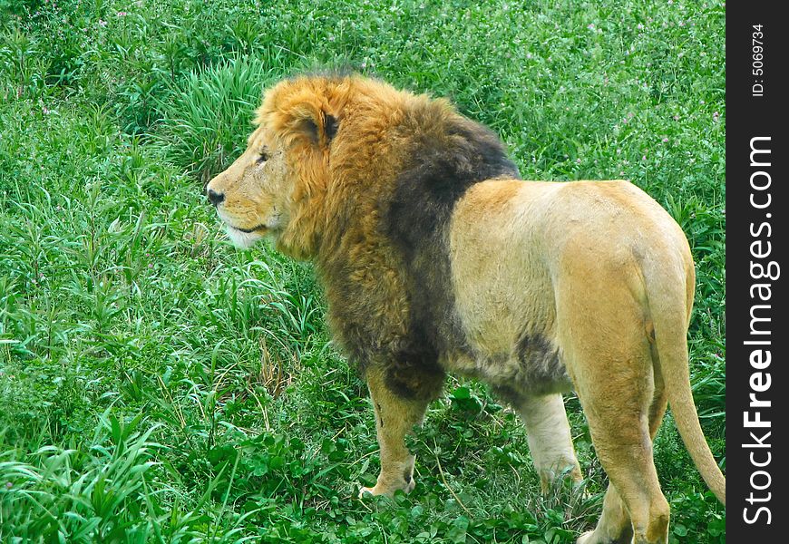 Close shoot of male lion in bushes