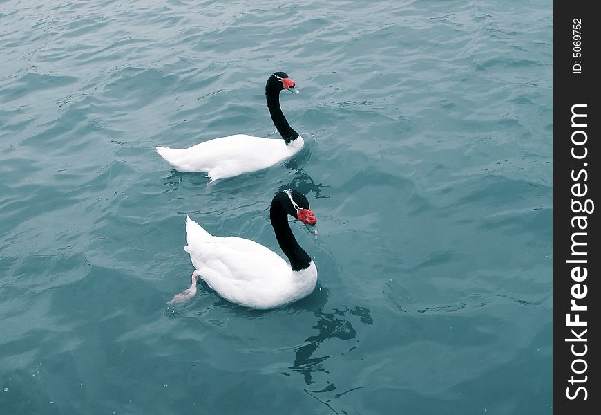 Black necked swan couple swimming in the lake water