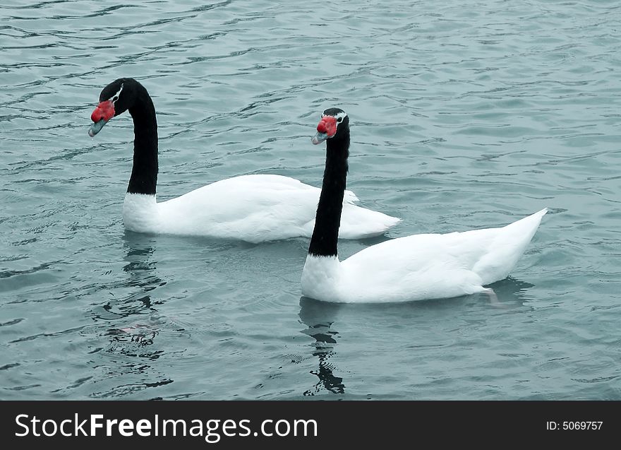 Black necked swan couple swimming in the lake water
