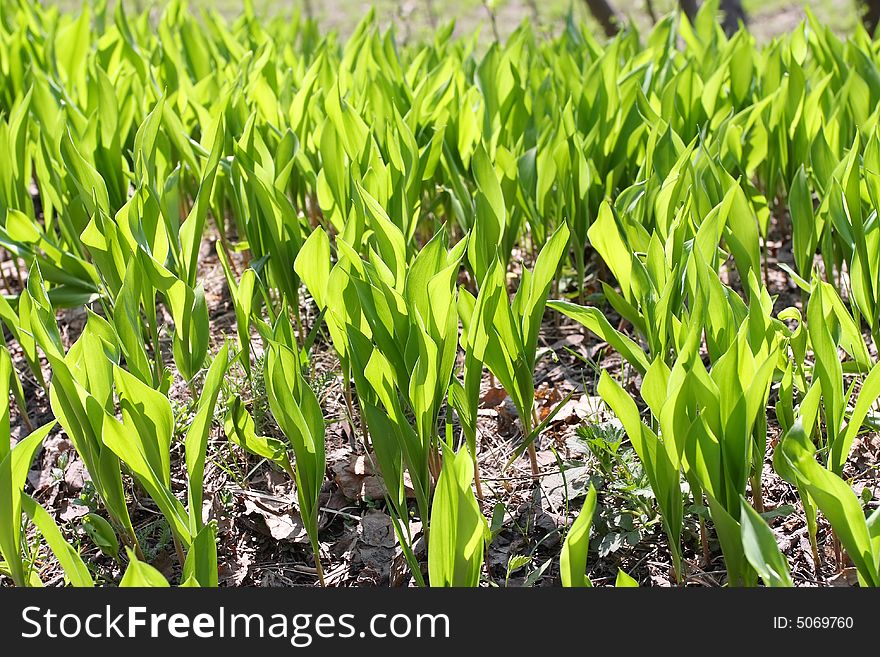 Young Green spring grass