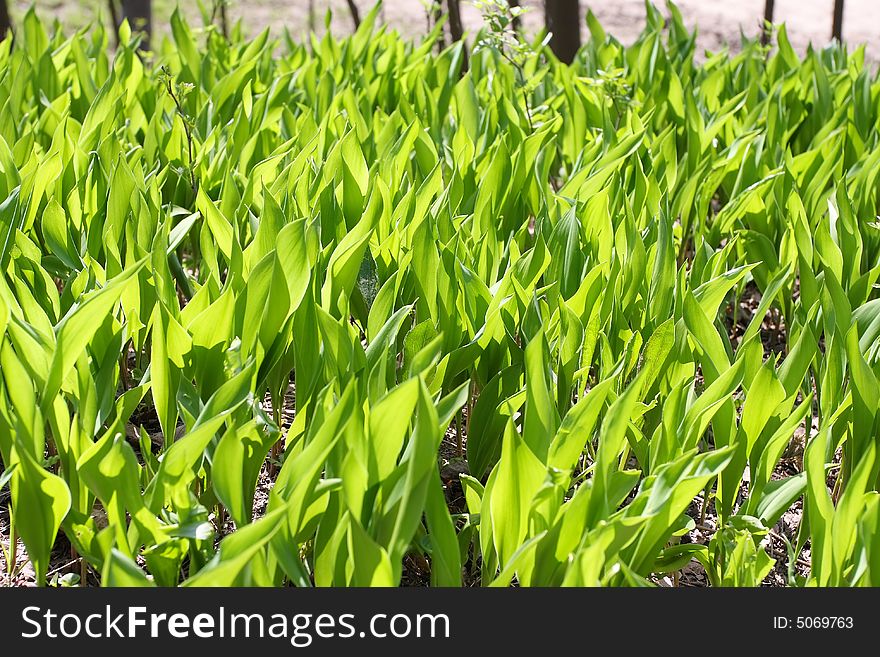 Green spring grass in evening beams of the sun. Green spring grass in evening beams of the sun