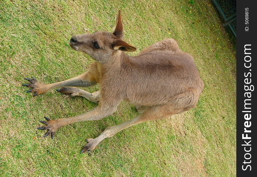 Close shoot of wild kangaroo bend over on grass. Close shoot of wild kangaroo bend over on grass