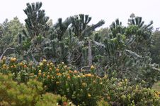 Protea Trees On Maui, Hawaii Royalty Free Stock Image Protea Trees On Maui, Hawaii Royalty Free Stock Image