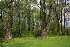 Spring Forest Royalty Free Stock Photos Spring Forest Royalty Free Stock Photos