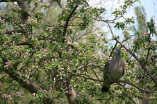 Pigeon On Blossoming Tree Royalty Free Stock Photos Pigeon On Blossoming Tree Royalty Free Stock Photos