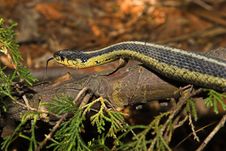 Snake Stock Images Snake Stock Images